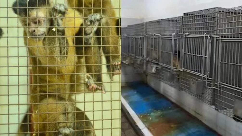 Trasladaron a 41 monos a Sudáfrica que se usaban para experimentos en un hospital de CABA
