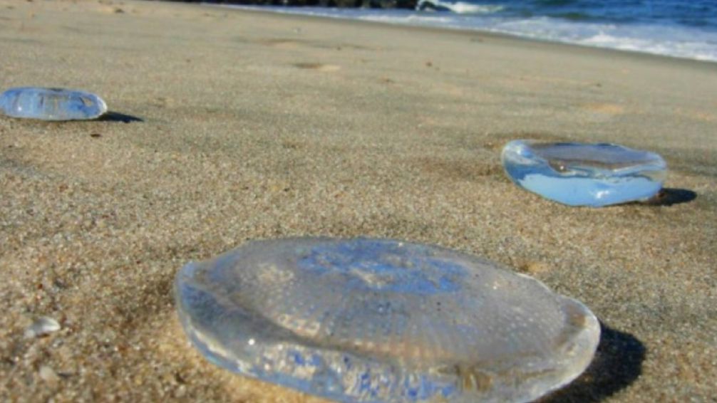 Invasión de aguas vivas en la Costa Atlántica: qué son y qué debes hacer si te pican
