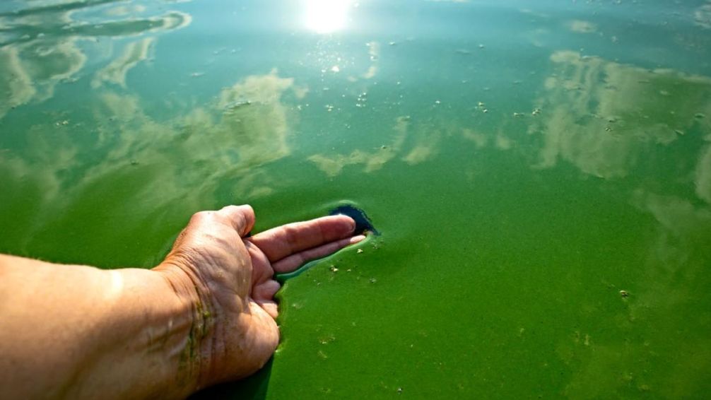 Alerta por el aumento del nivel de cianobacterias en las costas del Río de la Plata