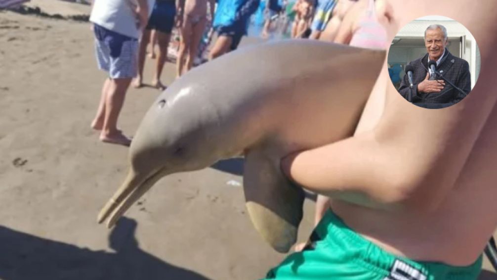 Mar del Tuyú: turistas sacaron un delfín del mar y murió