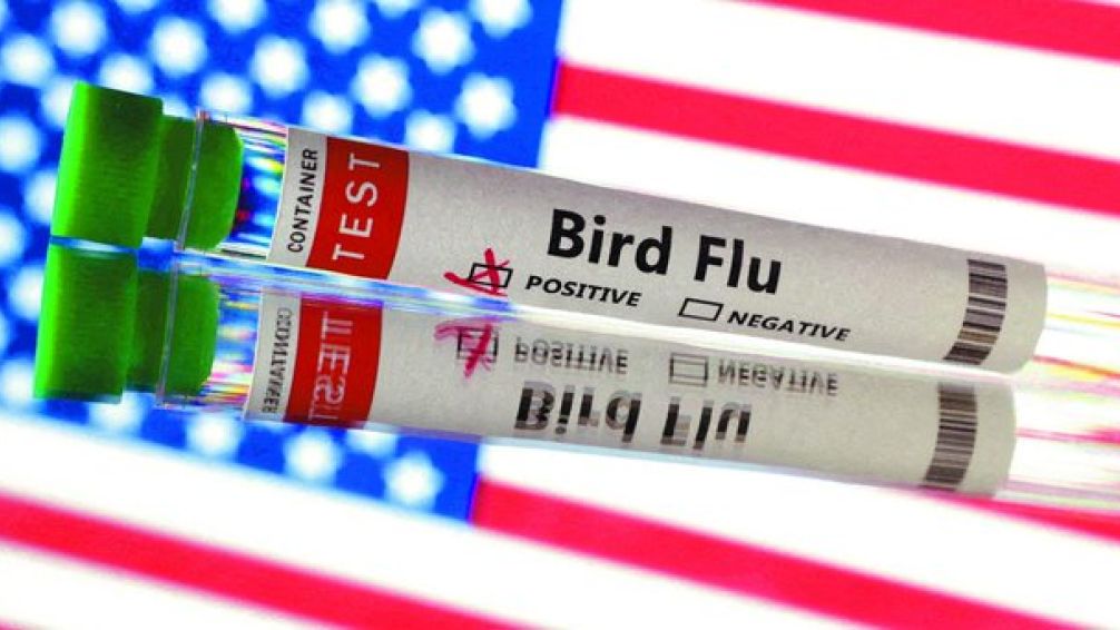Alerta en EEUU por brote de nueva cepa de gripe aviar altamente patógena