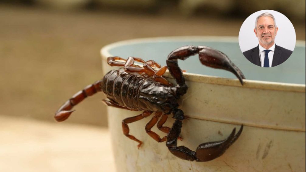 Temor entre los vecinos de La Plata por la presencia de alacranes en las viviendas 