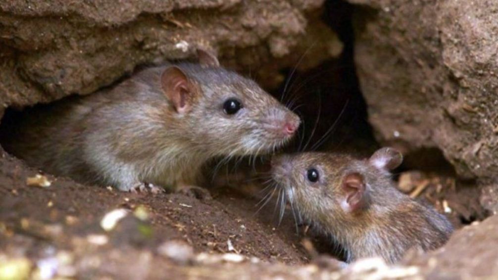 Alerta en la provincia por el hantavirus: cinco casos confirmados y un muerto 