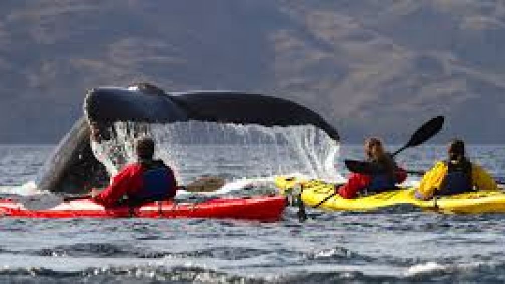Ballena jorobada engulle y escupe ileso a un kayakista en Chile