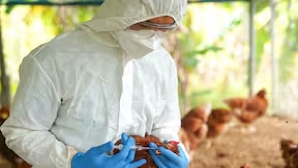 Uruguay declaró la alerta sanitaria por gripe aviar