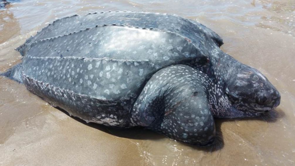 Siete tortugas laúd muertas fueron encontradas en las costas bonaerenses en una semana 
