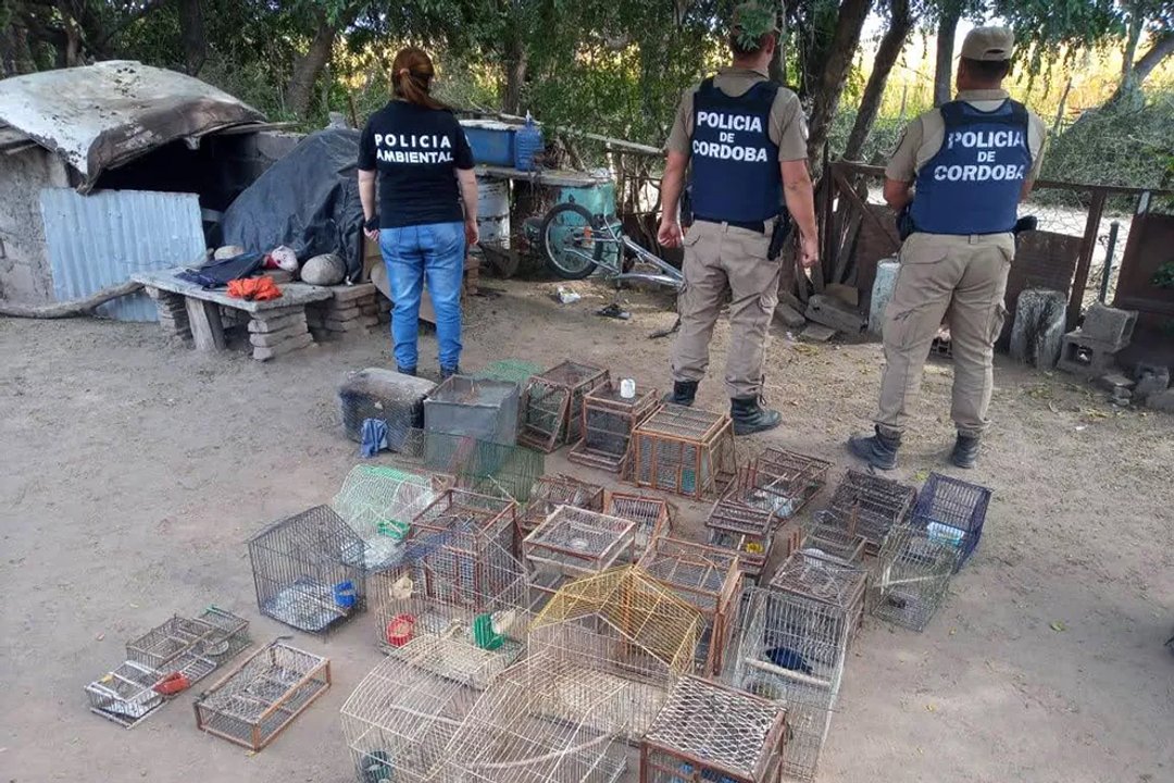 Córdoba: rescataron casi 100 aves exóticas que estaban en cautiverio