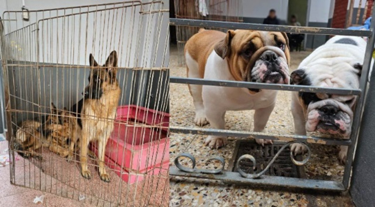 Desmantelan un criadero ilegal en Villa Urquiza con 13 perros y un loro