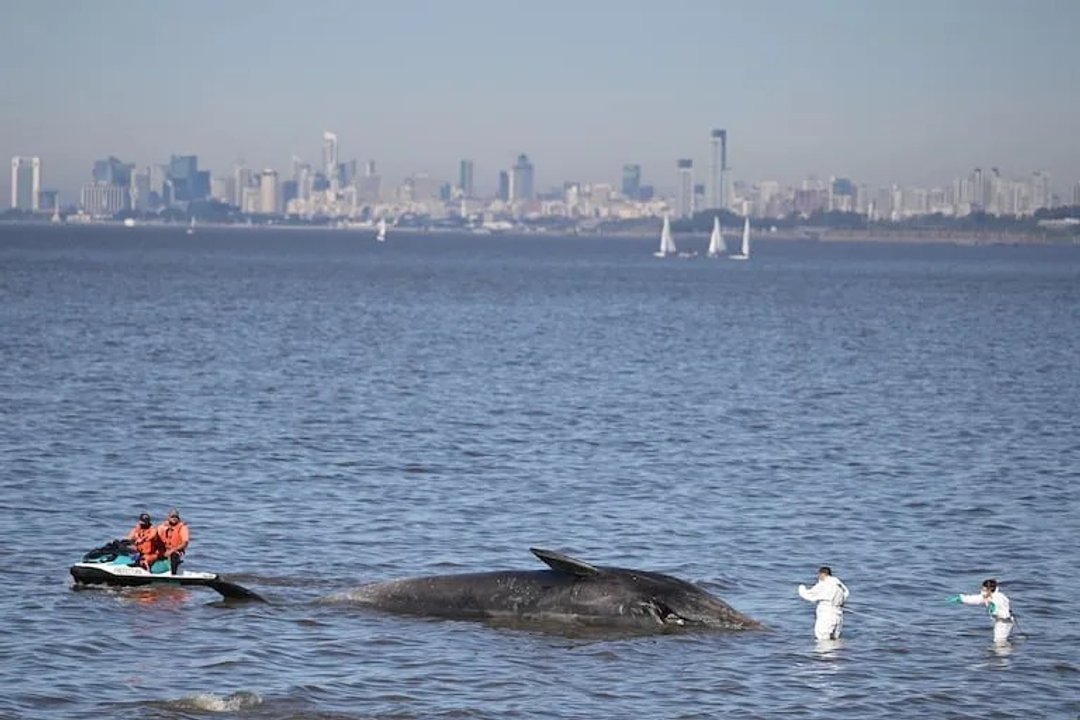 Encuentran una ballena jorobada sin vida en la costa de Vicente López