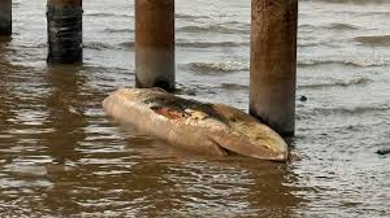 Encontraron otra ballena muerta en la Ciudad de Buenos Aires