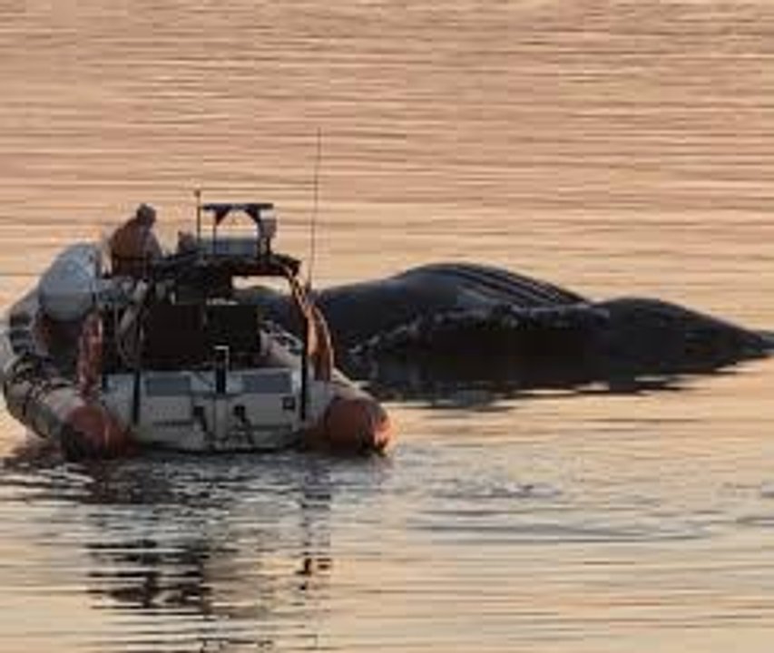 Ballena en el río Paraná: avistamiento inusual genera preocupación en Zárate