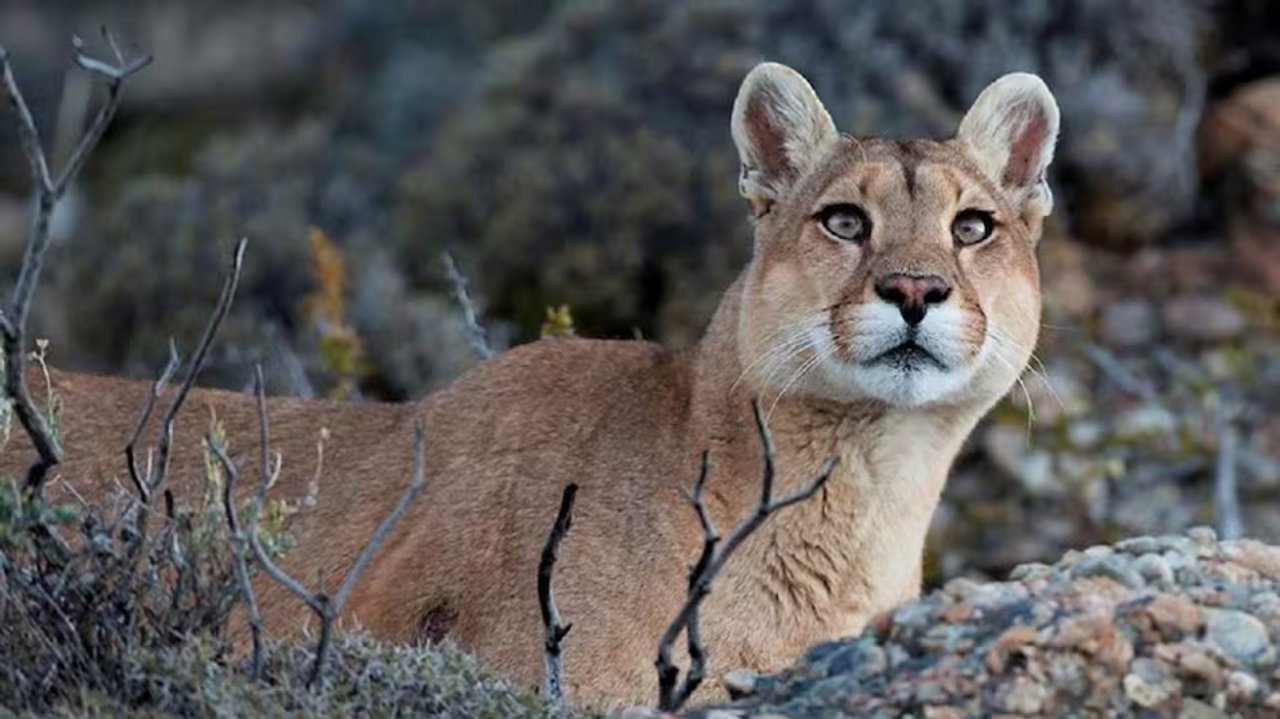 Terror en Moreno por un puma suelto: denuncian que ya se comió varias decenas de animales
