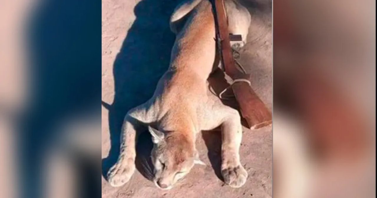 Mató a un puma, lo presumió en las redes y horas después la Policía lo detuvo por caza ilegal