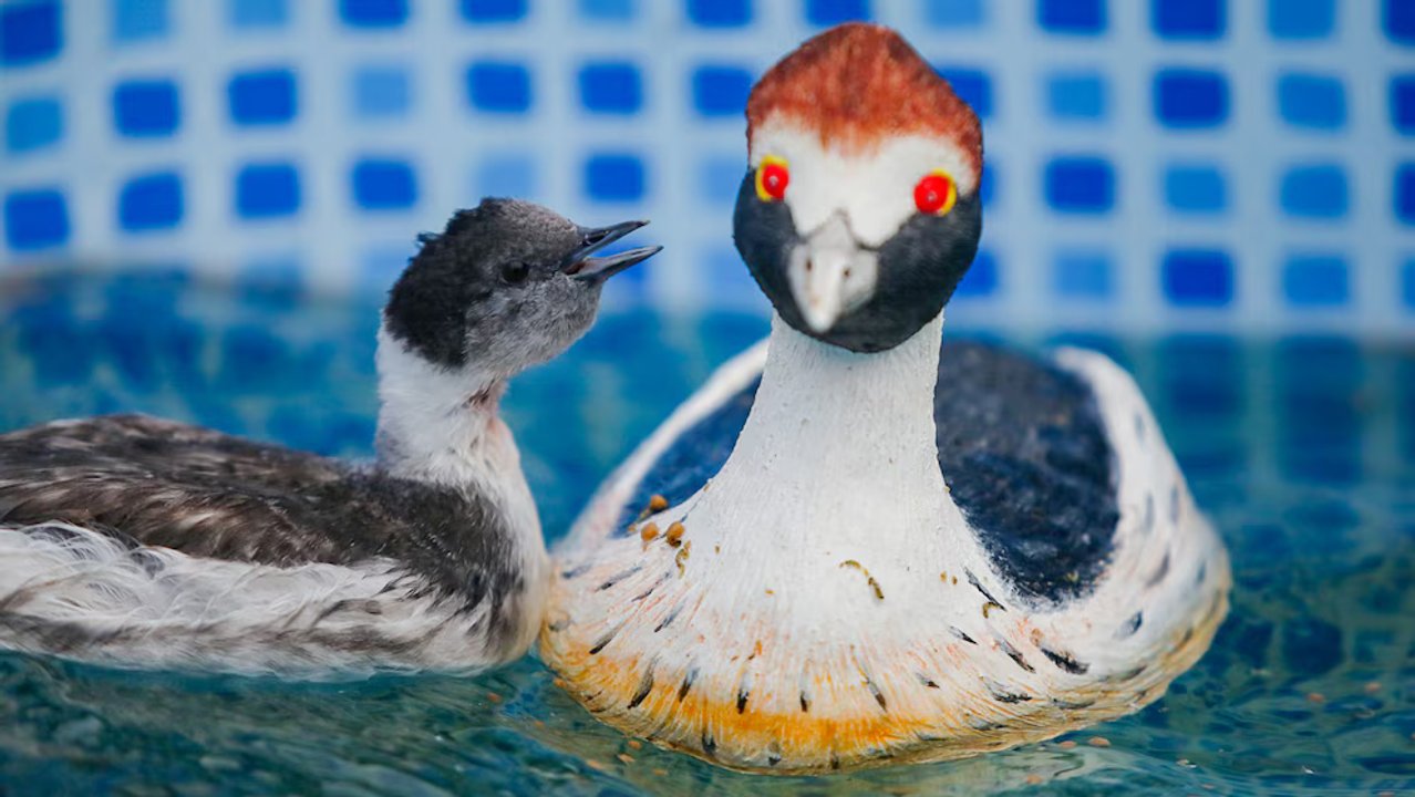 Macá Tobiano: el ave emblema de la Patagonia argentina a punto de desaparecer