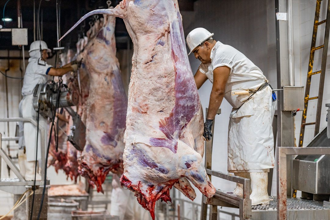 Chile le cierra la puerta a la carne argentina: temor por fiebre aftosa tras cambio sanitario de Milei