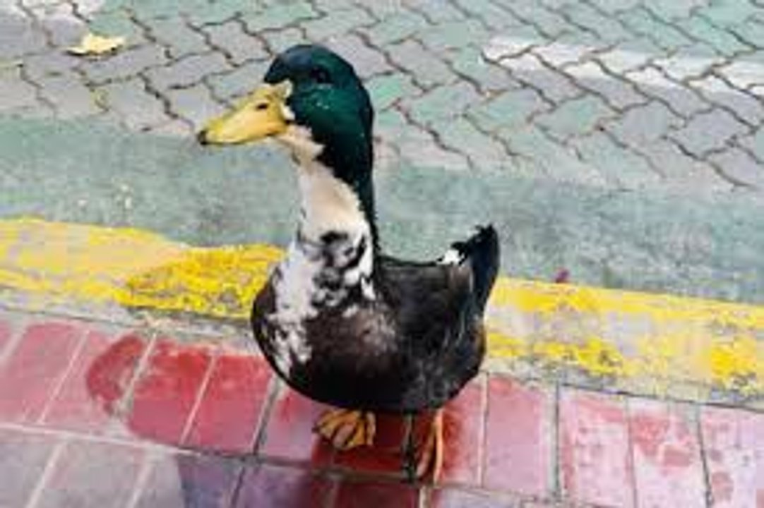 El pato Juan despierta amores y odios en Mendoza: vecinos lo acusan de agredir mascotas y el animal ya consiguió un abogado