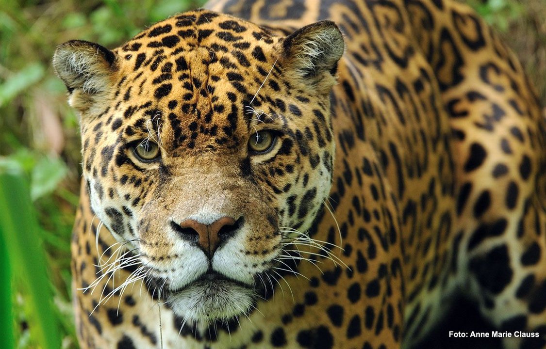 Histórico nacimiento de un yaguareté en libertad en el Chaco argentino