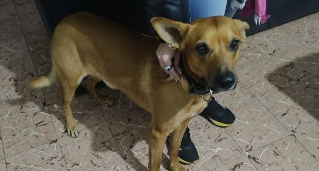 Murió de frío en la calle por salvar a su mejor amigo: la cruda historia del hombre sin techo que se negó a abandonar a su perro 