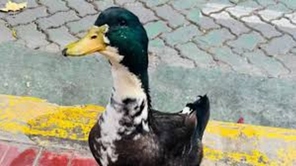 Dolor país: mudarán al pato "Juan" de Mendoza, pero tendrá alimento gratis por seis meses