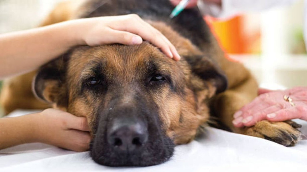 Alerta en Las Cañitas: denuncian 3 perros muertos por envenenamiento y advierten que habría 10 más afectados