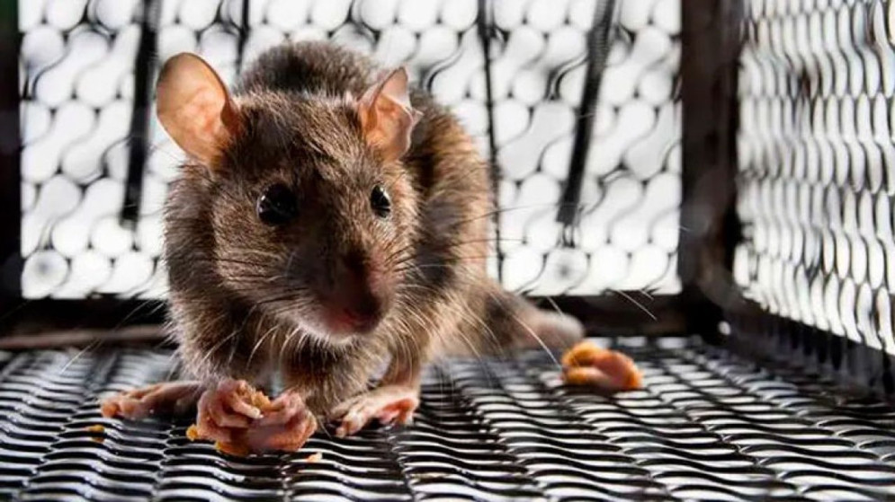 Alerta: aumentaron a 72 los casos de leptospirosis en todo el país