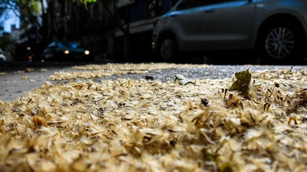 Alarma por el polen del plátano: cuándo dura la temporada y cómo aliviar las alergias