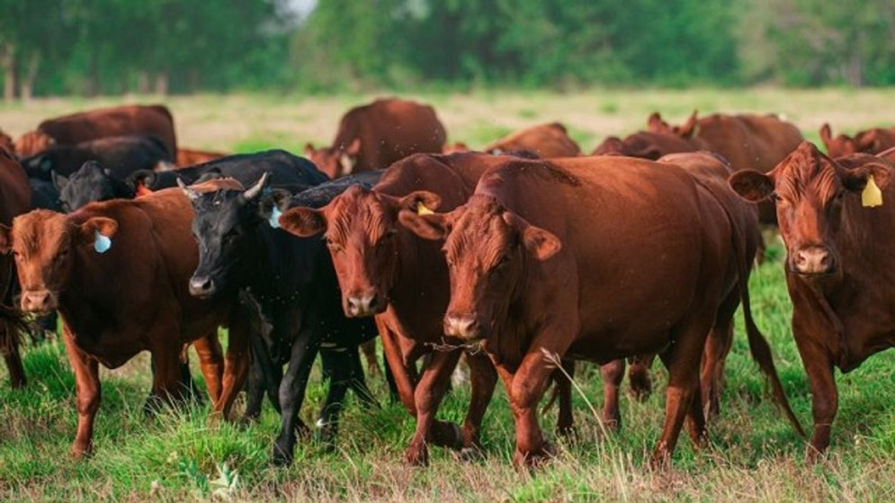 Estados Unidos aseguró que comprará "poca" carne argentina y advirtió por el riesgo de aftosa