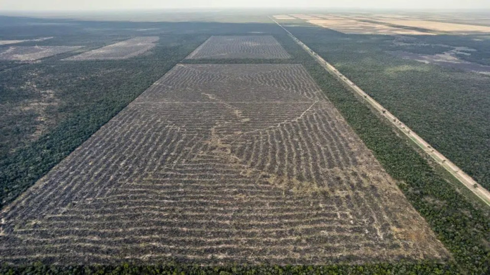 Escándalo ambiental en Salta: el gobierno de Sáenz, bajo la lupa por habilitar desmontes masivos
