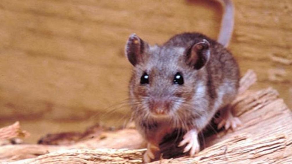 OMS investiga brote de hantavirus tras tres muertes en un crucero que salió de Ushuaia