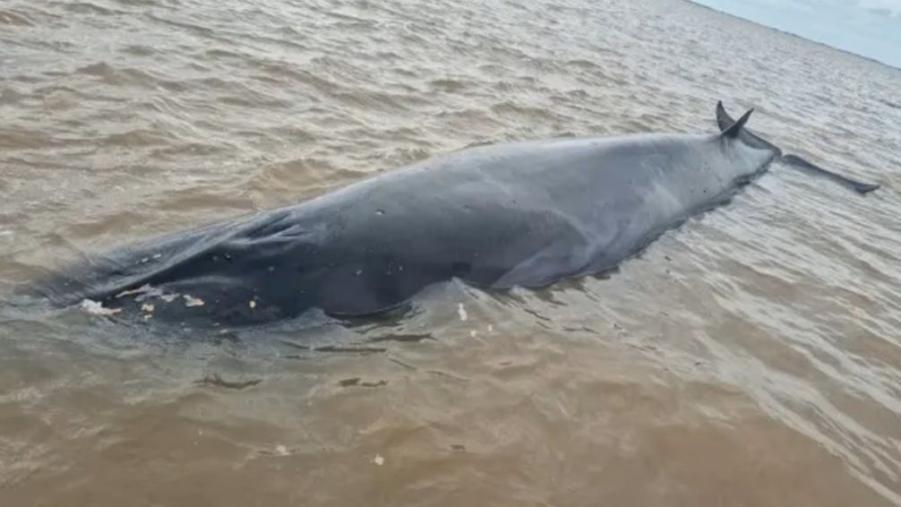 Una ballena sei de siete metros quedó varada en la costa y activaron un operativo de rescate