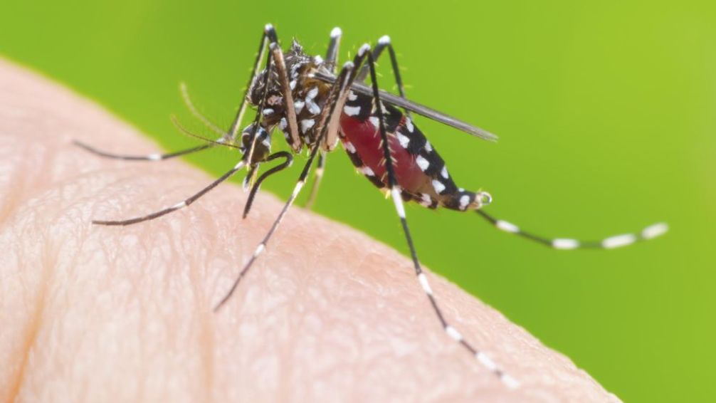 Dengue en la región: la alerta de los expertos para evitar otro brote