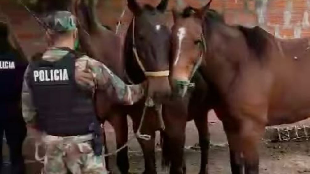 Cae otra banda dedicada al robo y faena de caballos