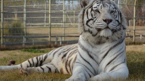 Intentaron robar una caja fuerte en la jaula del tigre de un zoológico de Río Negro