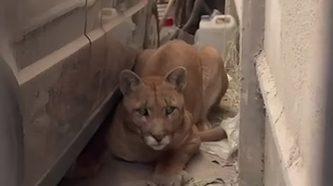 ¡Qué susto! Apareció un puma en el garaje de su casa
