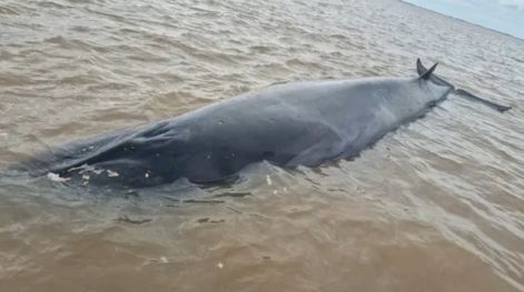 Una ballena sei de siete metros quedó varada en la costa y activaron un operativo de rescate