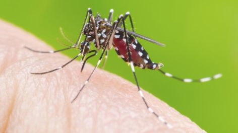 Dengue en la región: la alerta de los expertos para evitar otro brote