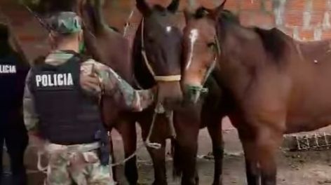Cae otra banda dedicada al robo y faena de caballos